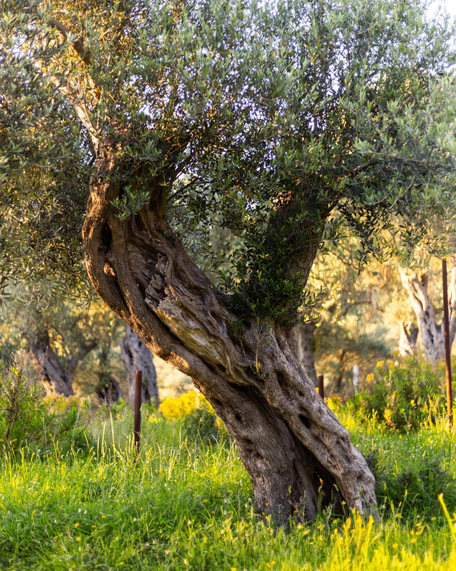 Mashtra - The Olive House Hotel Ulcinj Luaran gambar